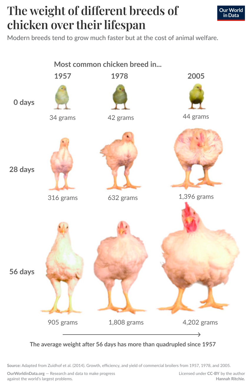 Image of chickens at different life stages, in the 1950s, 1970s and 2005. Chickens in 2005 are much bigger than those in the 1970s and 1950s.