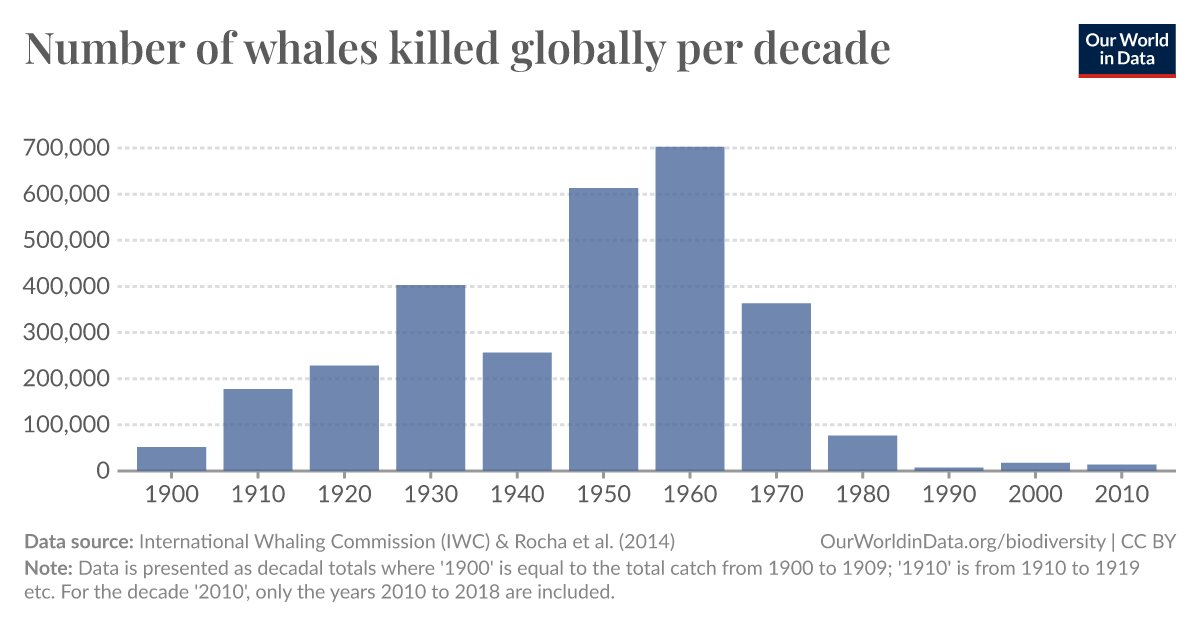 How many whales are killed each year?