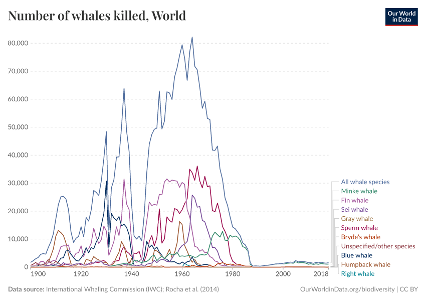 Number of whales killed